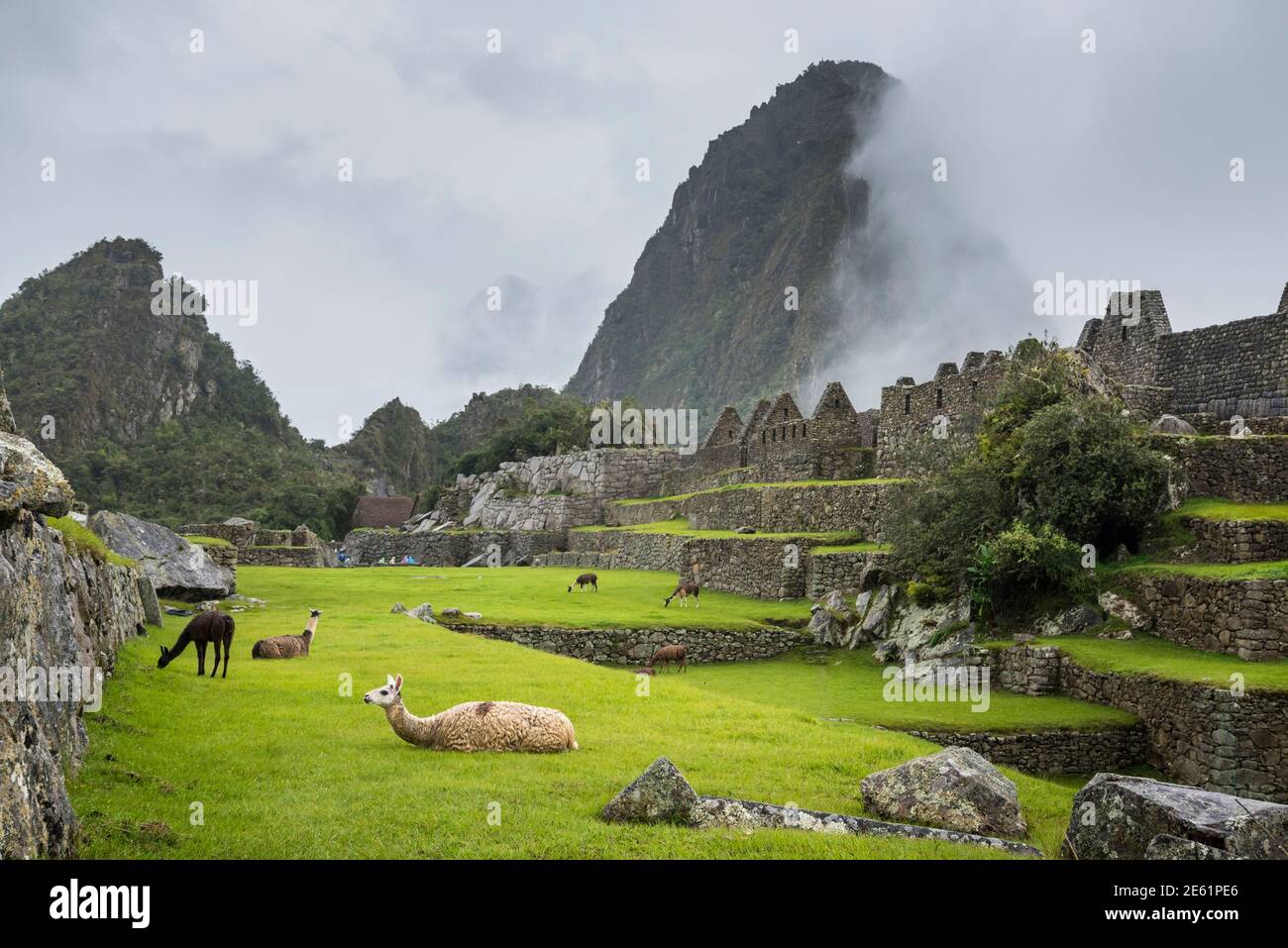 Llamas at Machu Picchu, Peru. Stock Photo