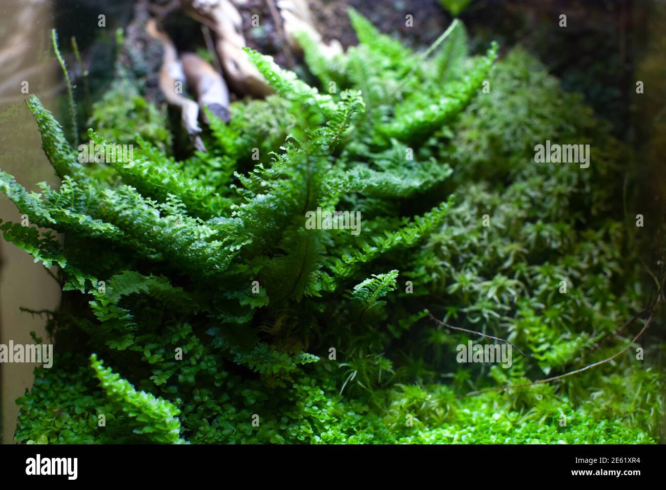 Trend biophilic design. Terrarium decoration. Wall from plants, vertical garden,urban jungle