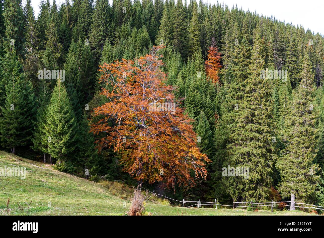A beautiful lush tree with yellow leaves. Deciduous tree among the needles. Unique tree. Stock Photo
