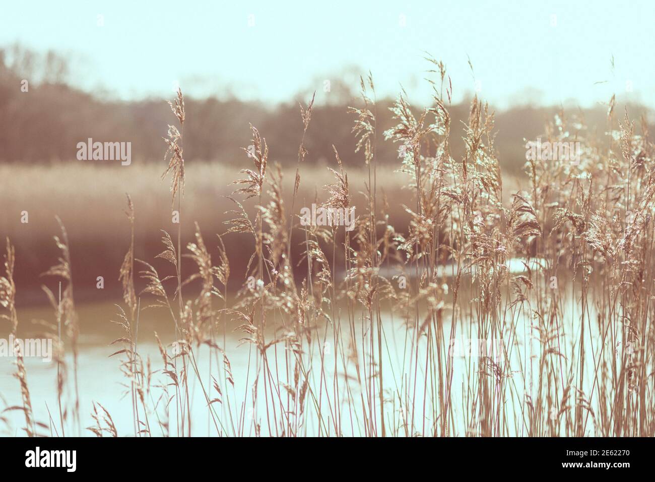 Reed along the river Deben, high grasses growing along tidal river, close up photograph of reed with blue sky, Phragmites australis, winter, sun Stock Photo