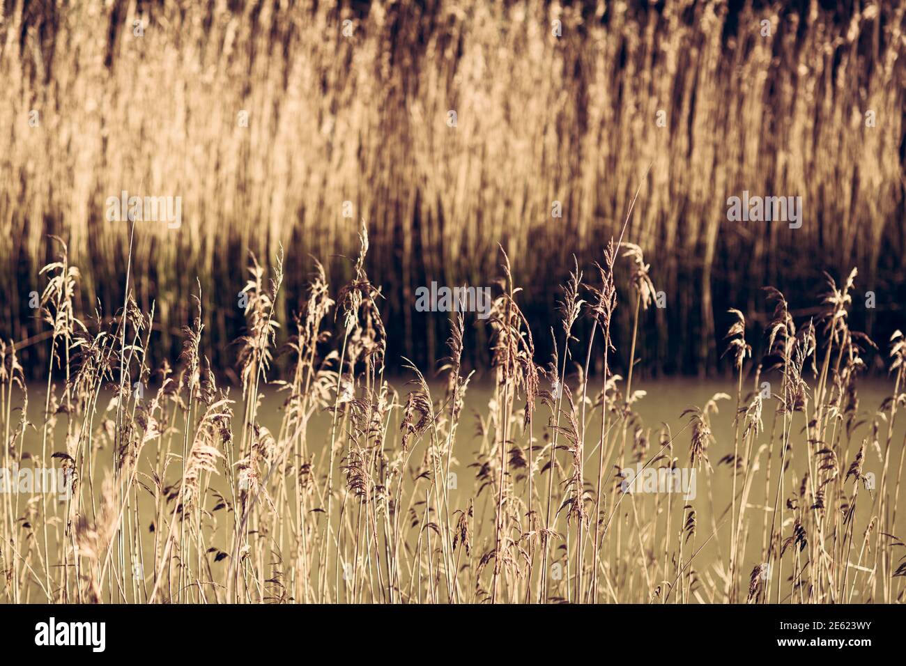 Reed along the river Deben, high grasses growing along tidal river, close up photograph of reed, Phragmites australis, winter, reed bed, water Stock Photo