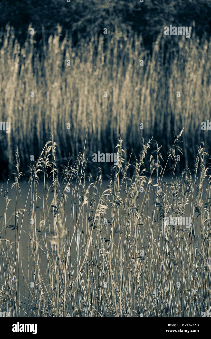 Reed along the river Deben, high grasses growing along tidal river, close up photograph of reed
