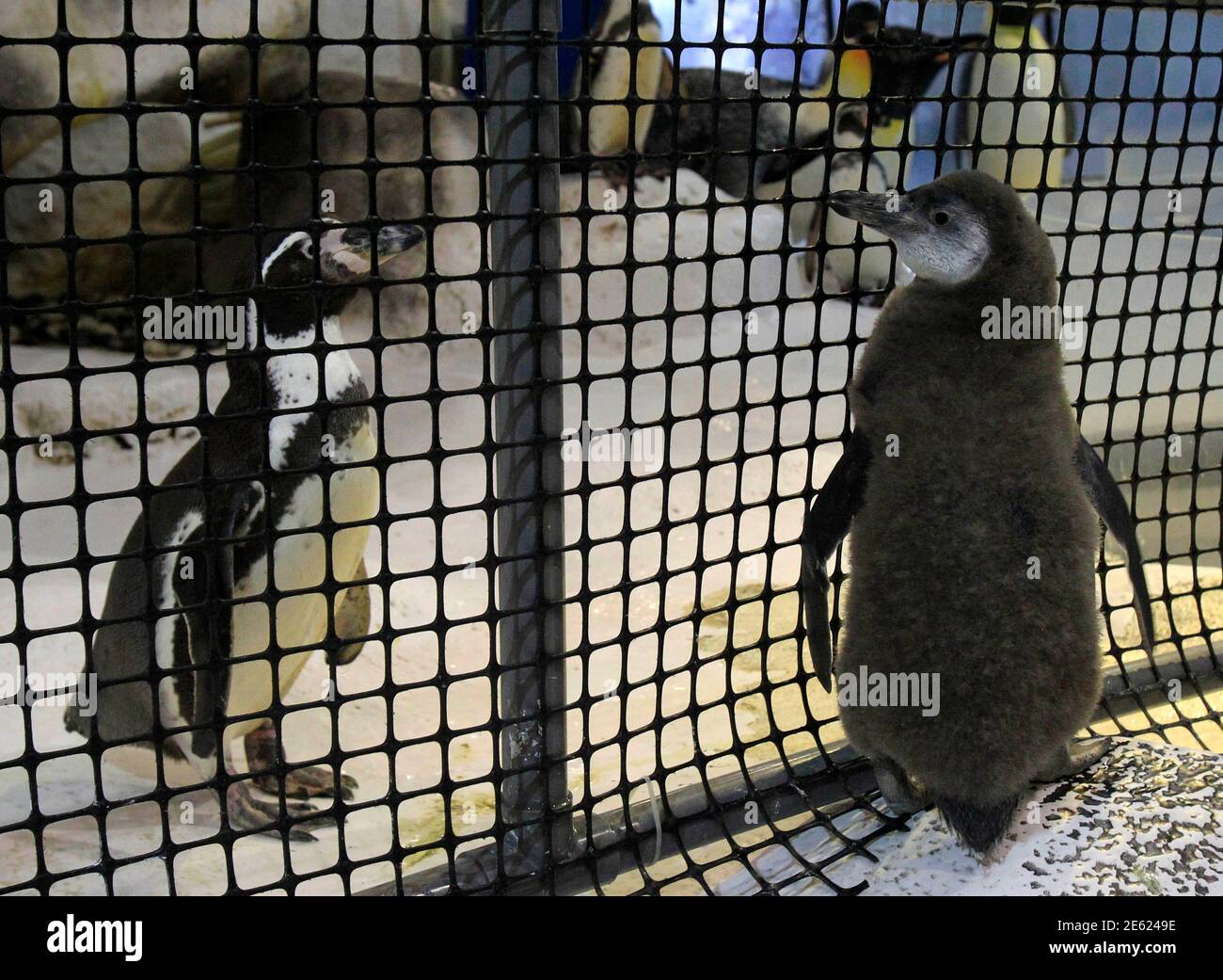 A Humboldt penguin (R) looks at other penguins as it stands in a pen during  a ceremony at Ocean Park in Manila September 15, 2014. The penguin, which  was born on July