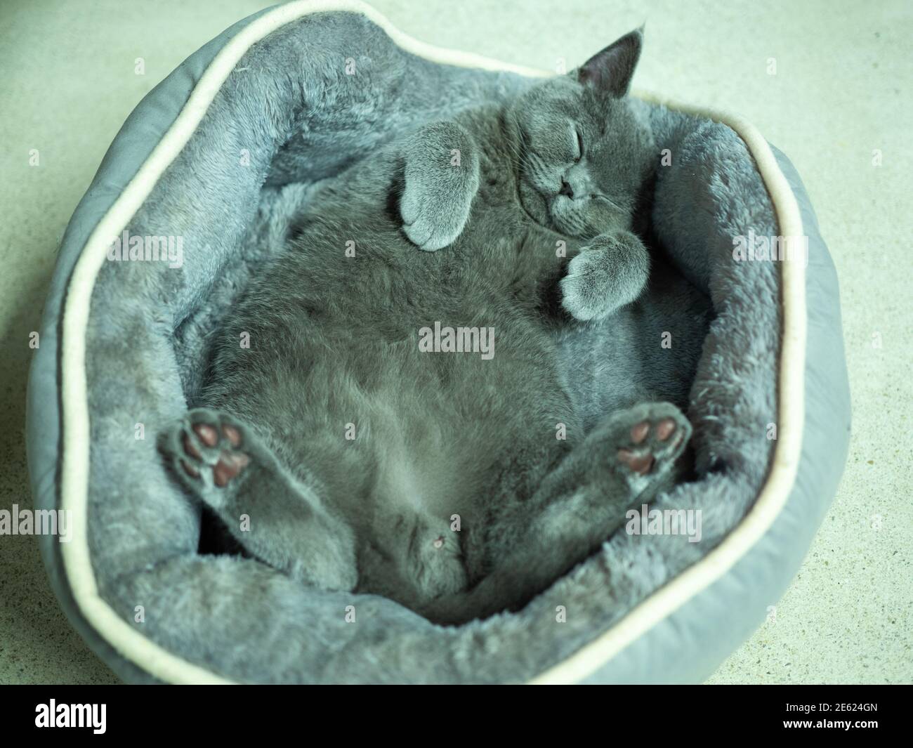 British shorthair lying on his back Stock Photo