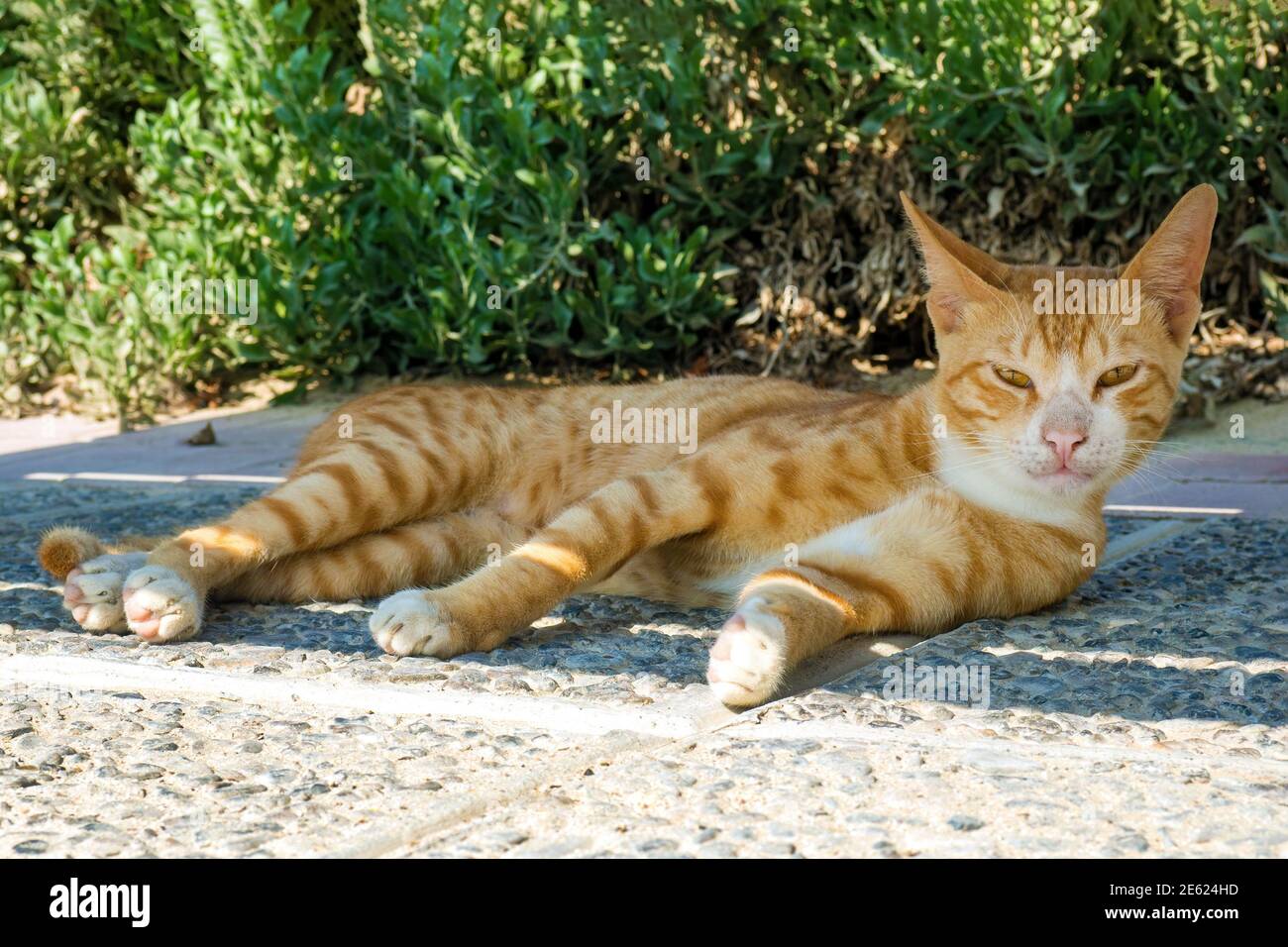 Homeless ginger striped cat lies on street in the shade, looking at