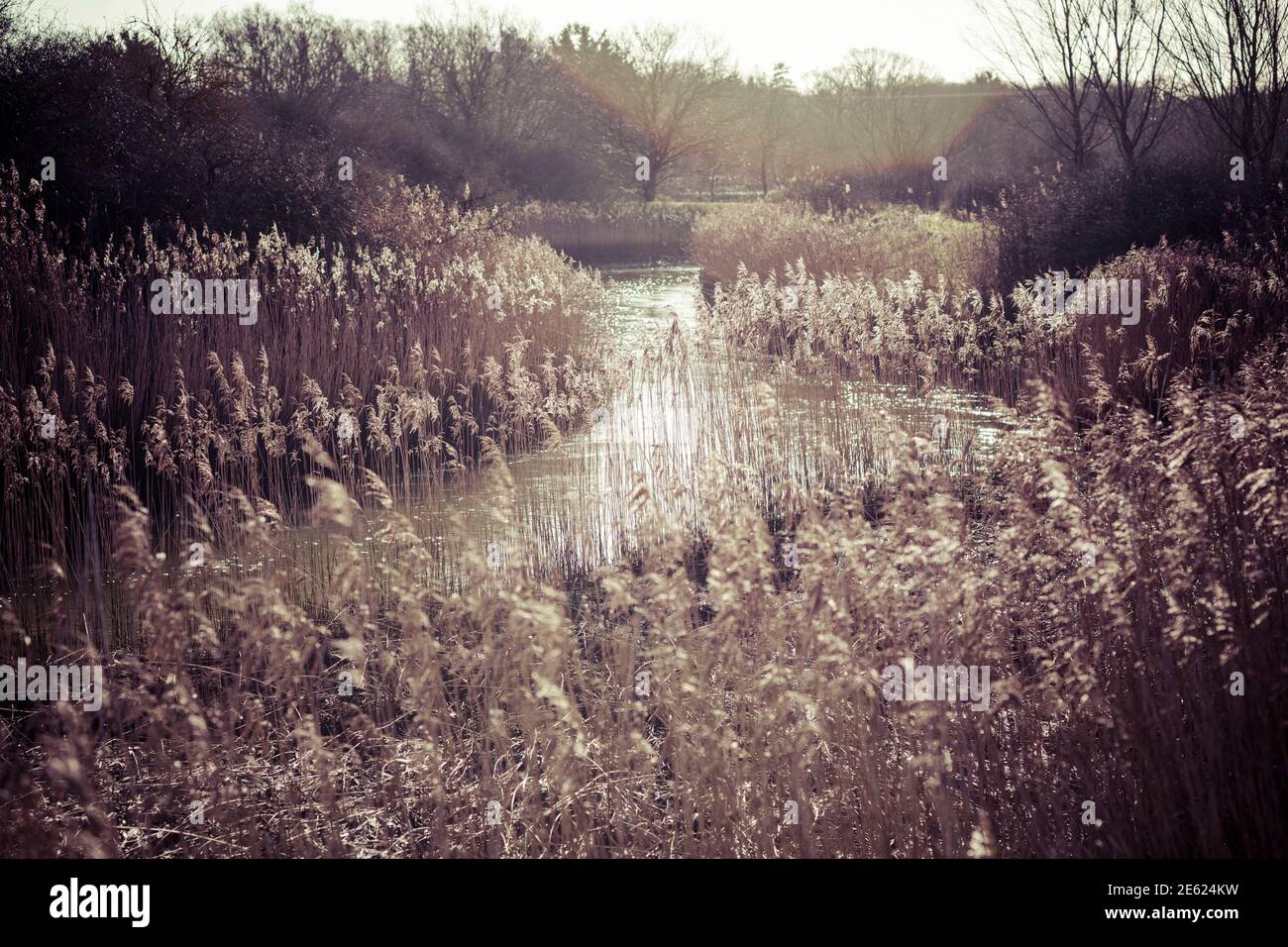 Reed along the river Deben, high grasses growing along tidal river, close up photograph of reed
