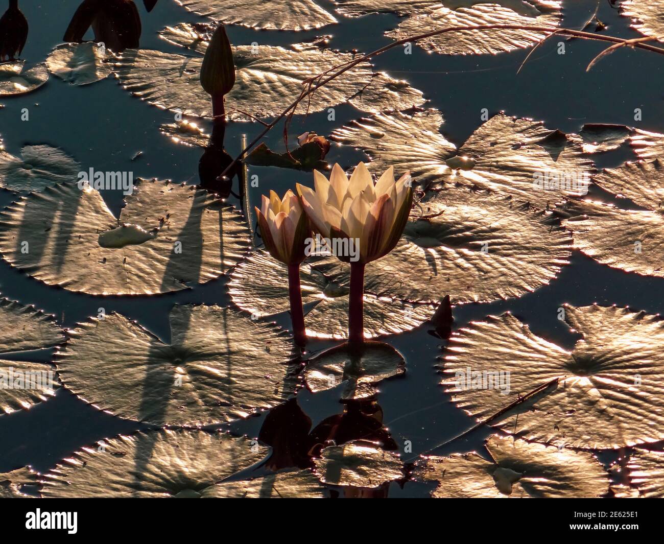 Lotus flowers and leaves floating on water in South Africa Stock Photo