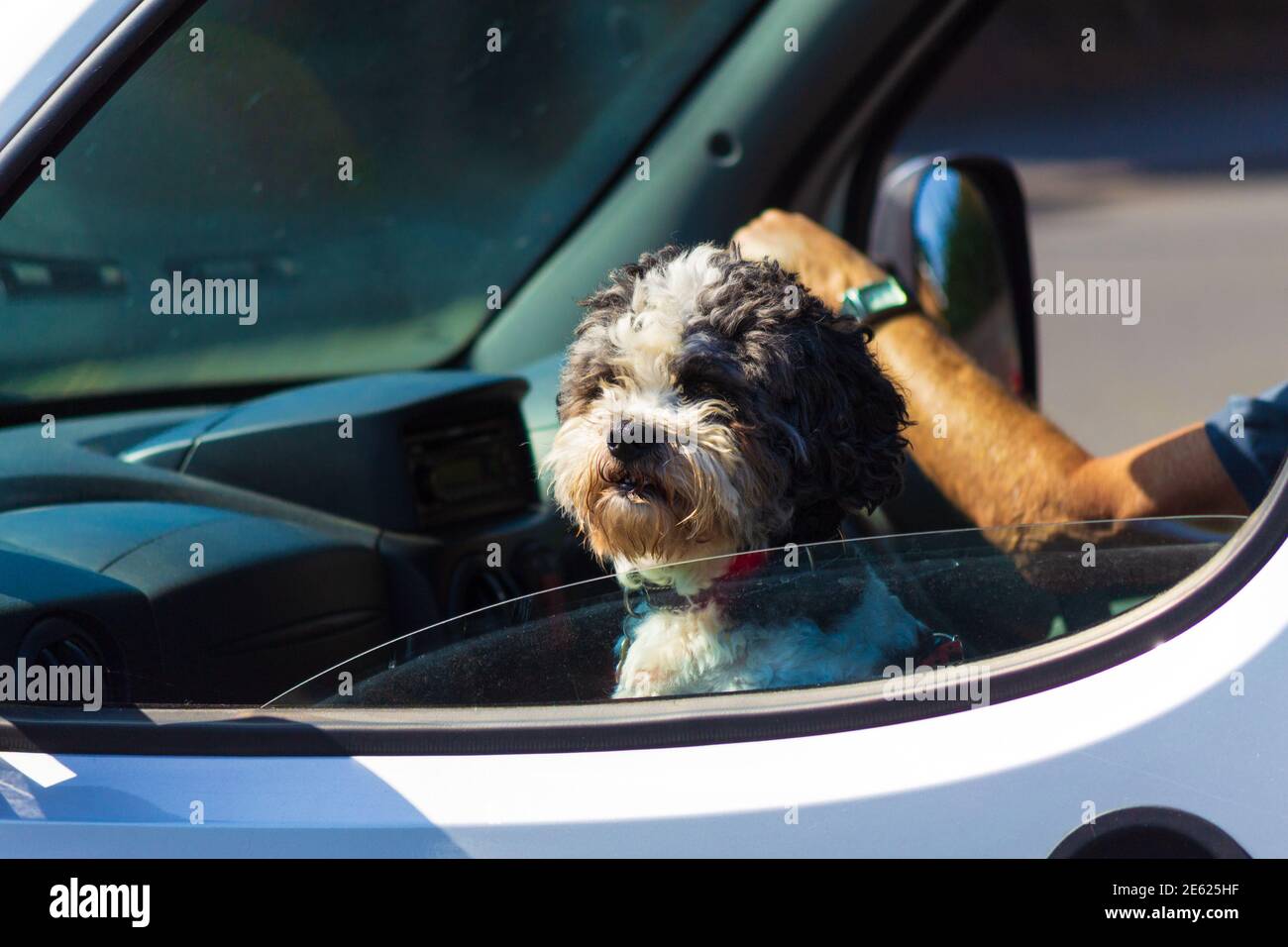 Cute poodle dog looking from the open car window at moving vehicle