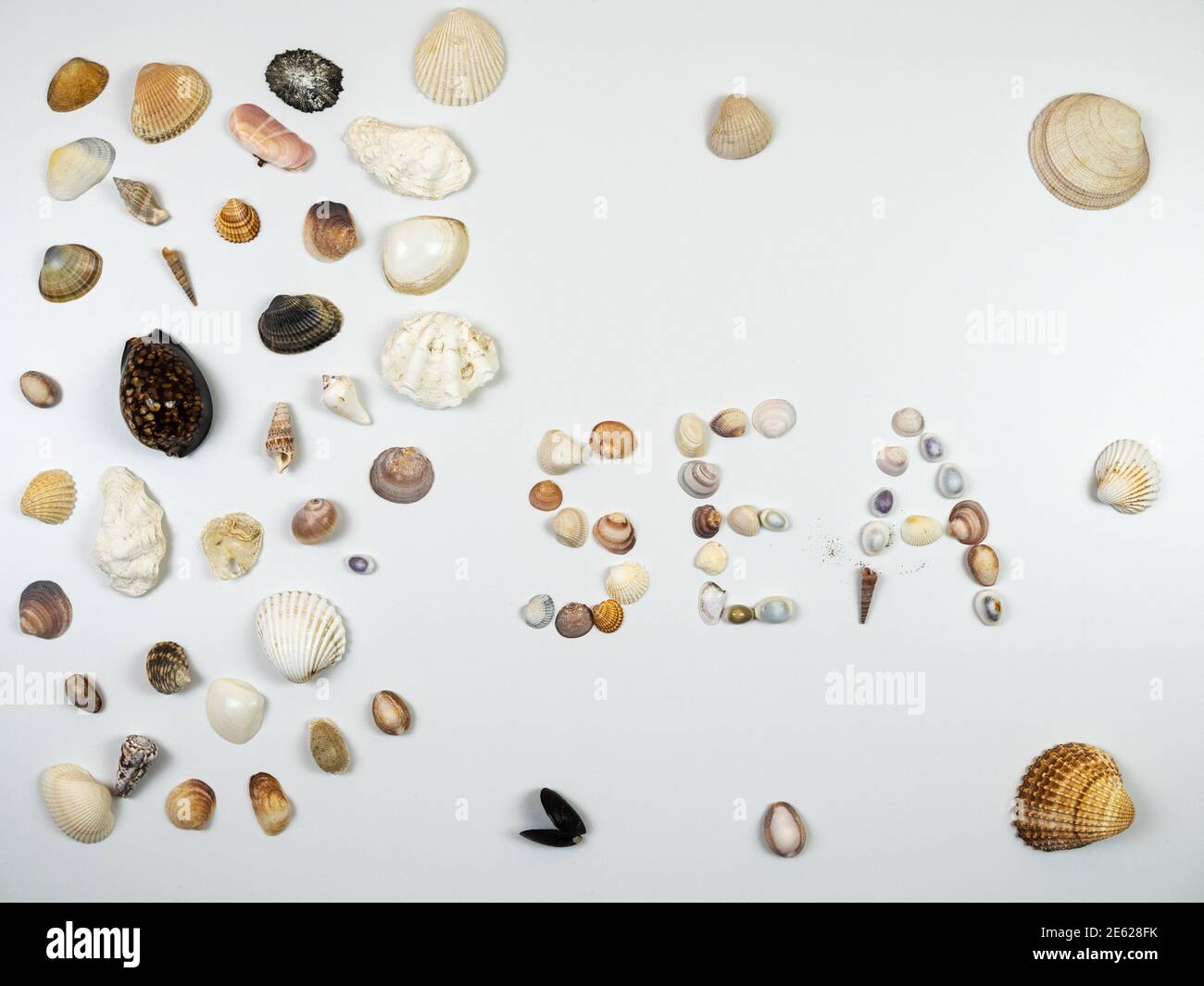 Shells composition. Shells on white background. Sea concept. Flat lay, top view Stock Photo