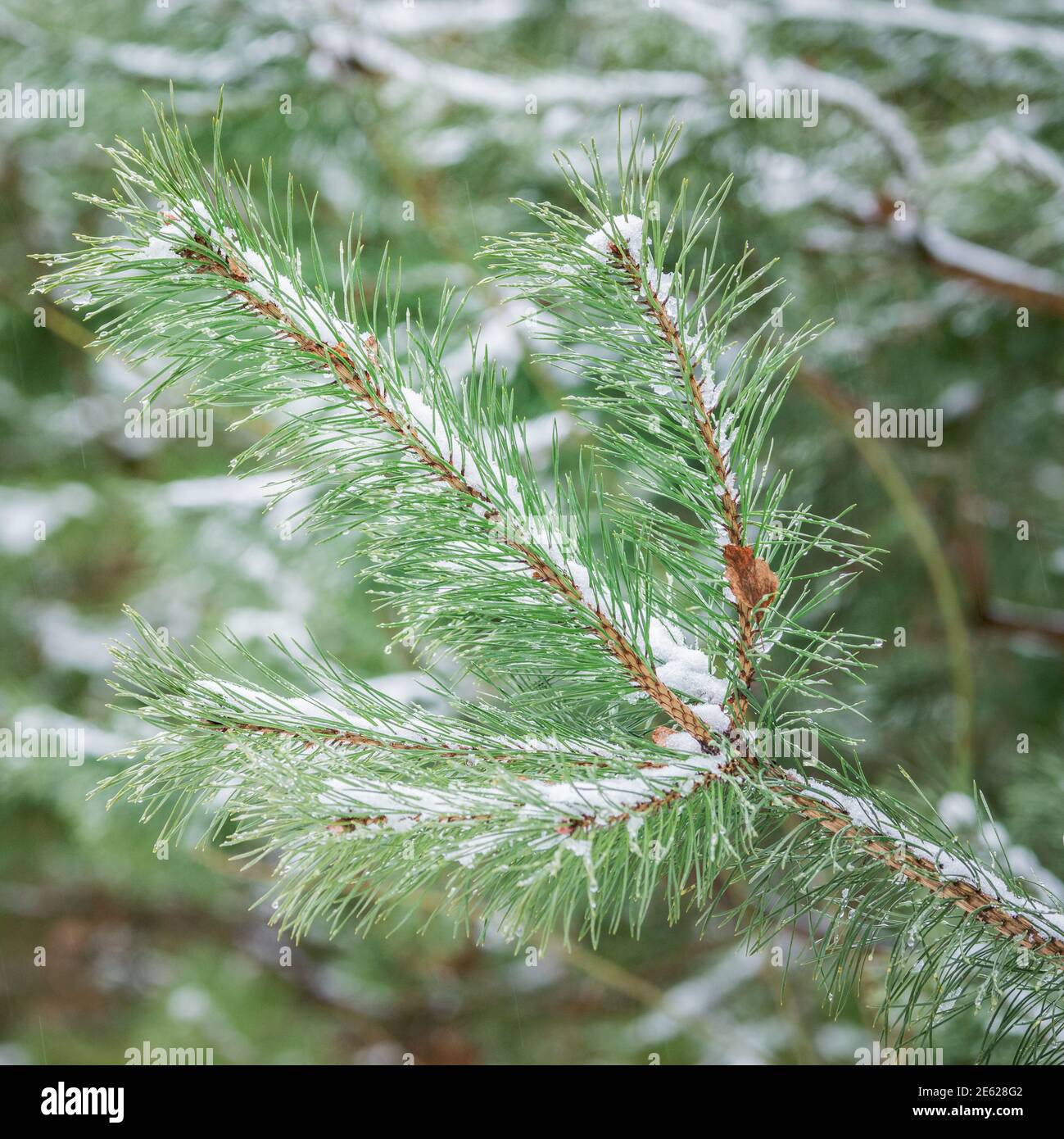 Water drops and snow on the pine tree branches, Stock Photo