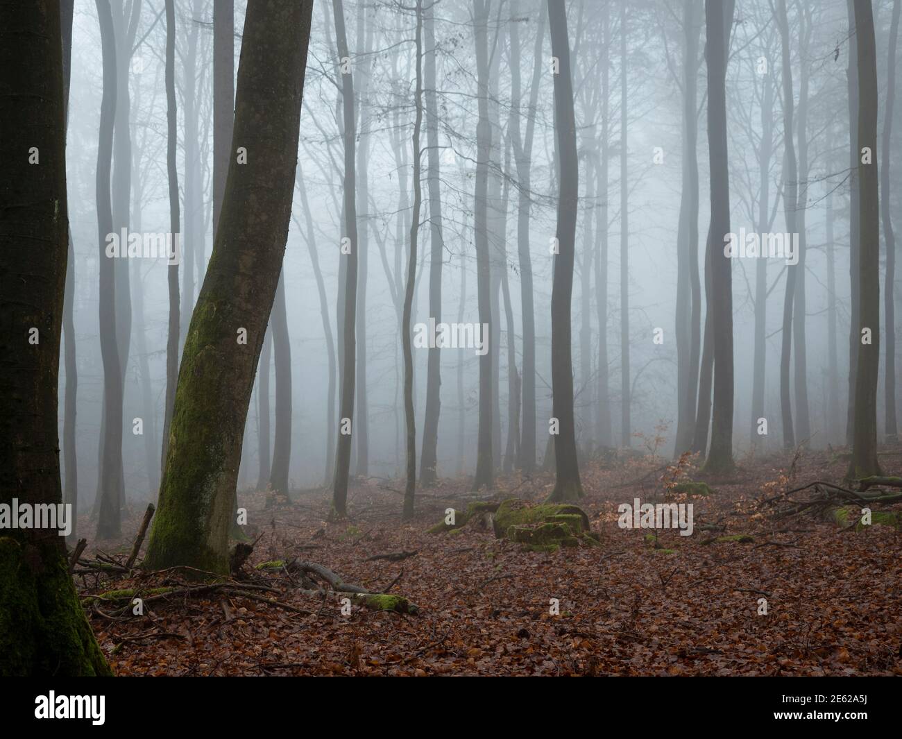 A beautiful picture of trees in the mist , a nice photo Stock Photo - Alamy