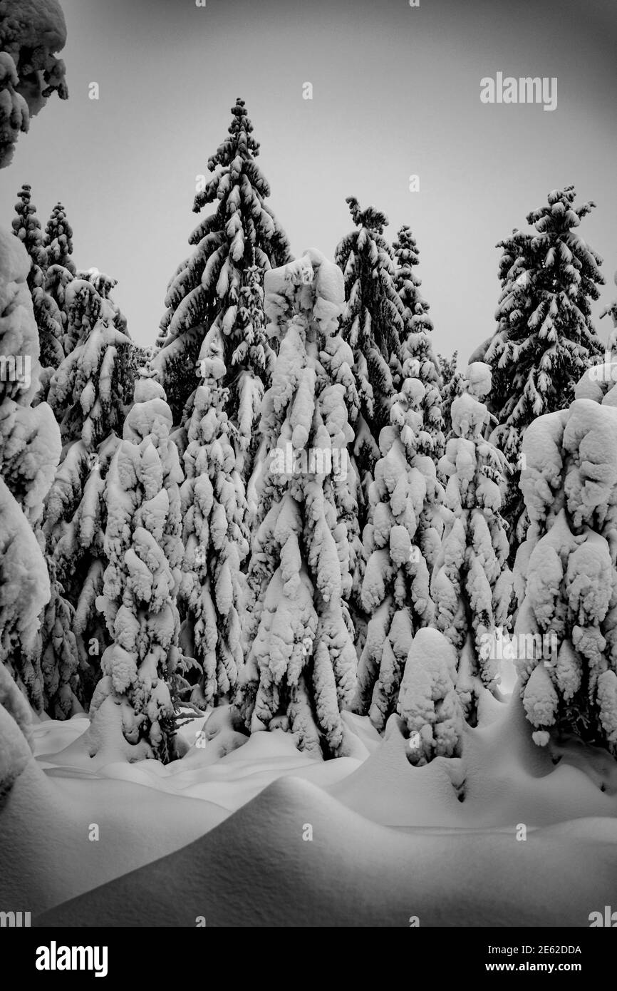 Fairy tale winter forest Black and White Stock Photos & Images - Alamy