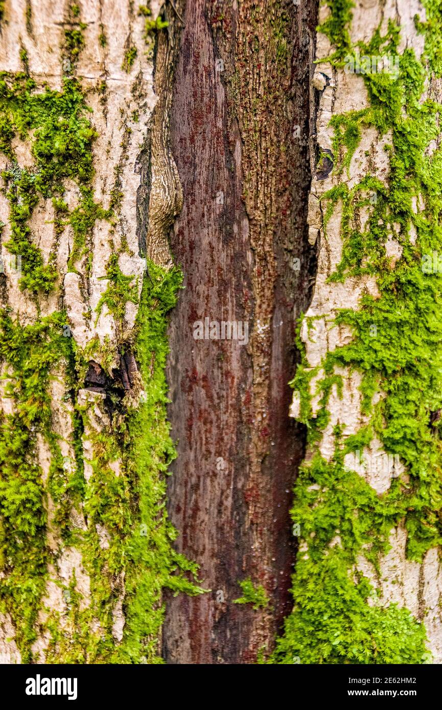 brown line of cleavage between the bark covered with green moss Stock Photo