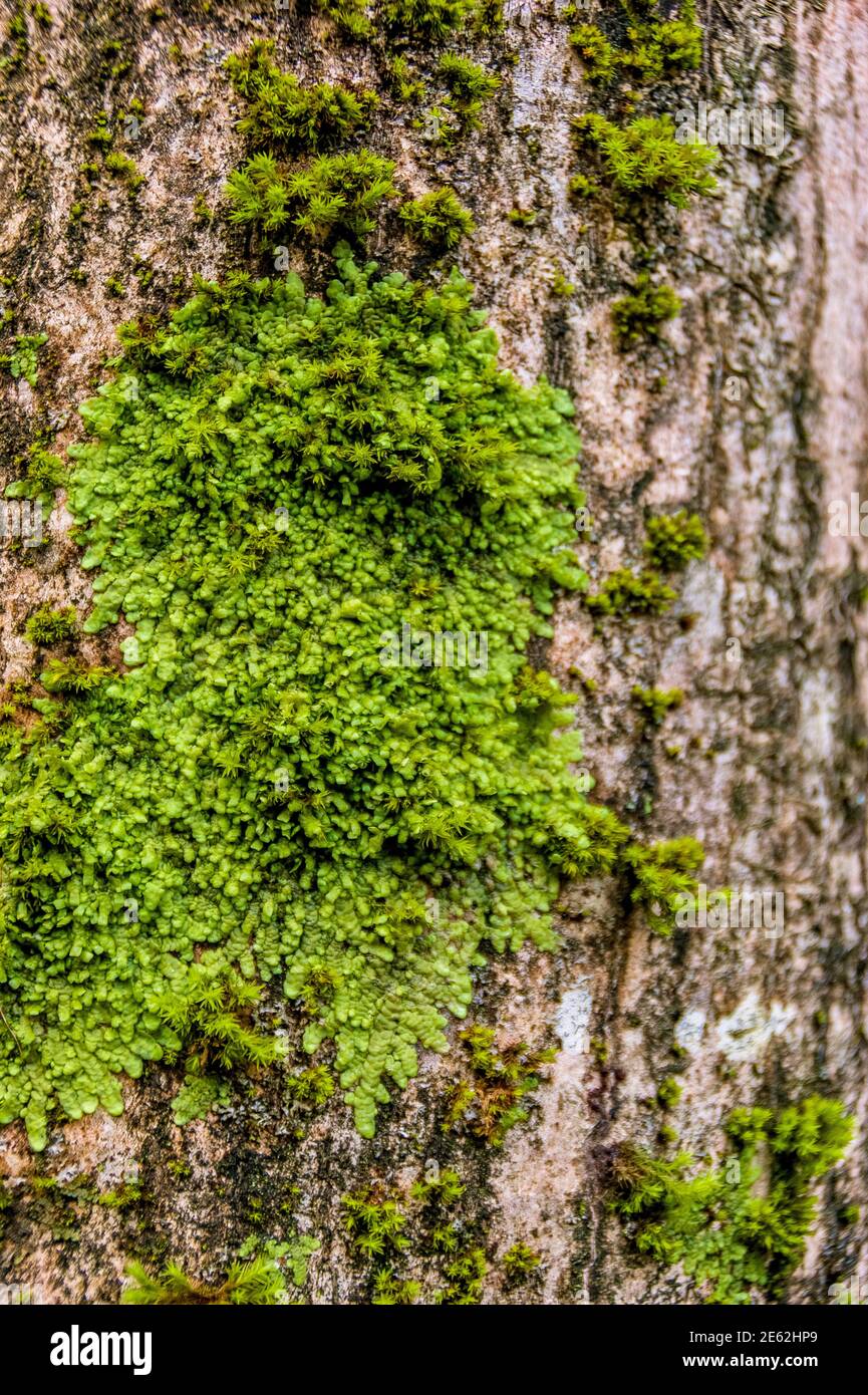 green moss stain on the bark of the trunk Stock Photo