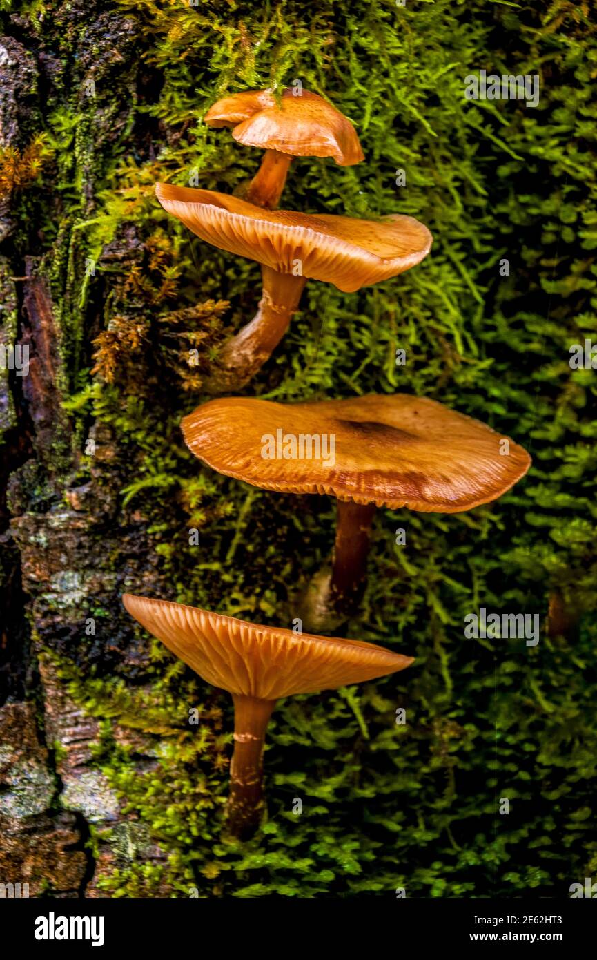 four orange-coloured mushrooms vertically on bark and moss Stock Photo