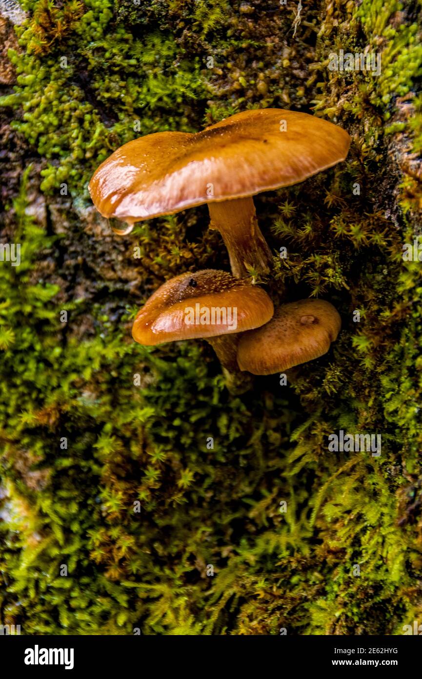 three orange mushrooms in a group on a bed of moss Stock Photo