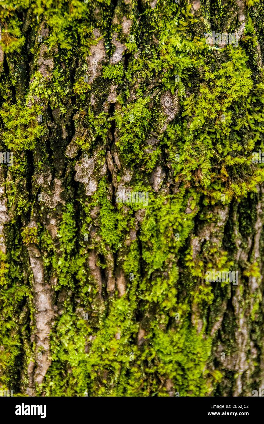 green moss on tree bark Stock Photo