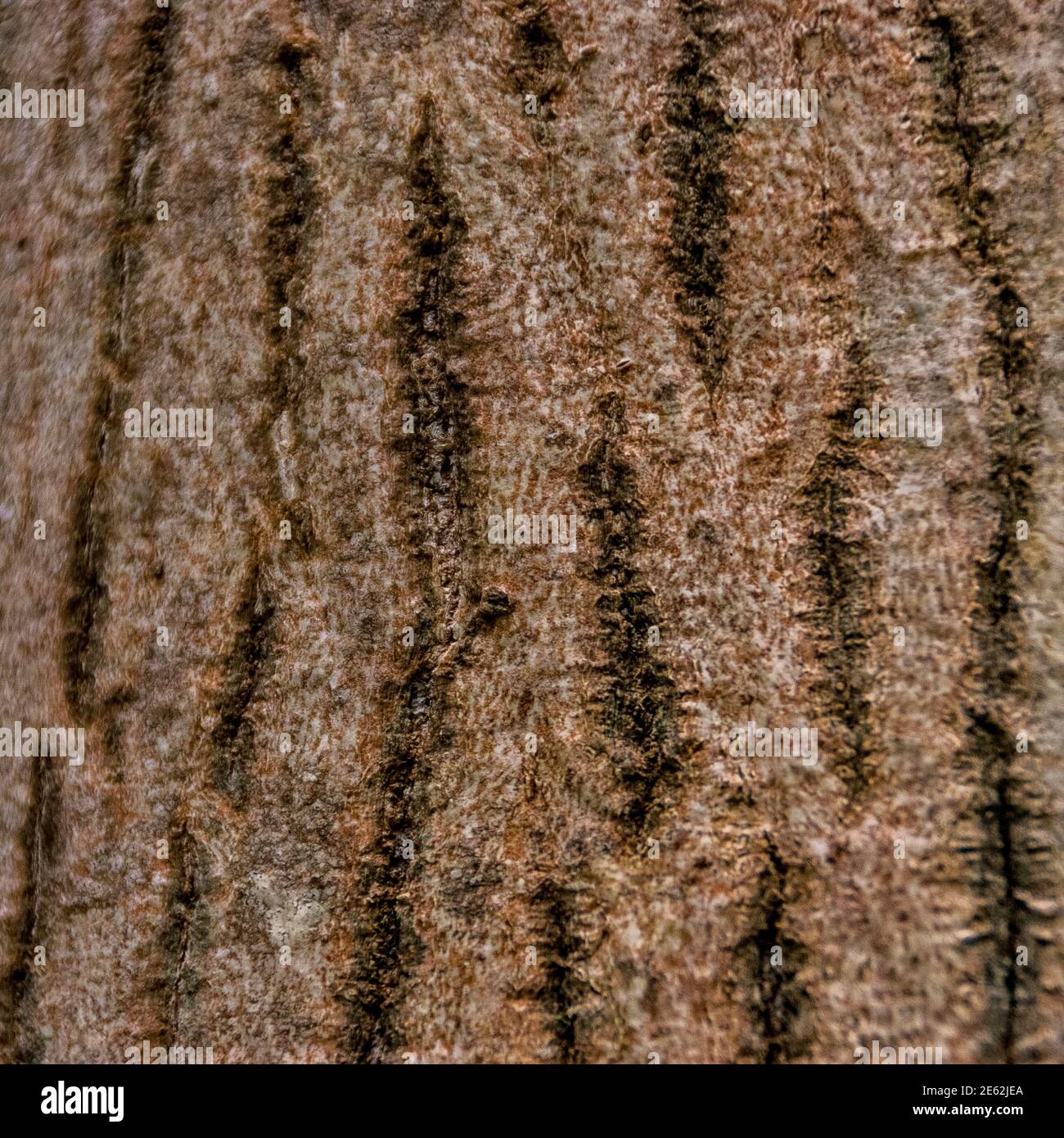 brown trunk texture with streaks Stock Photo