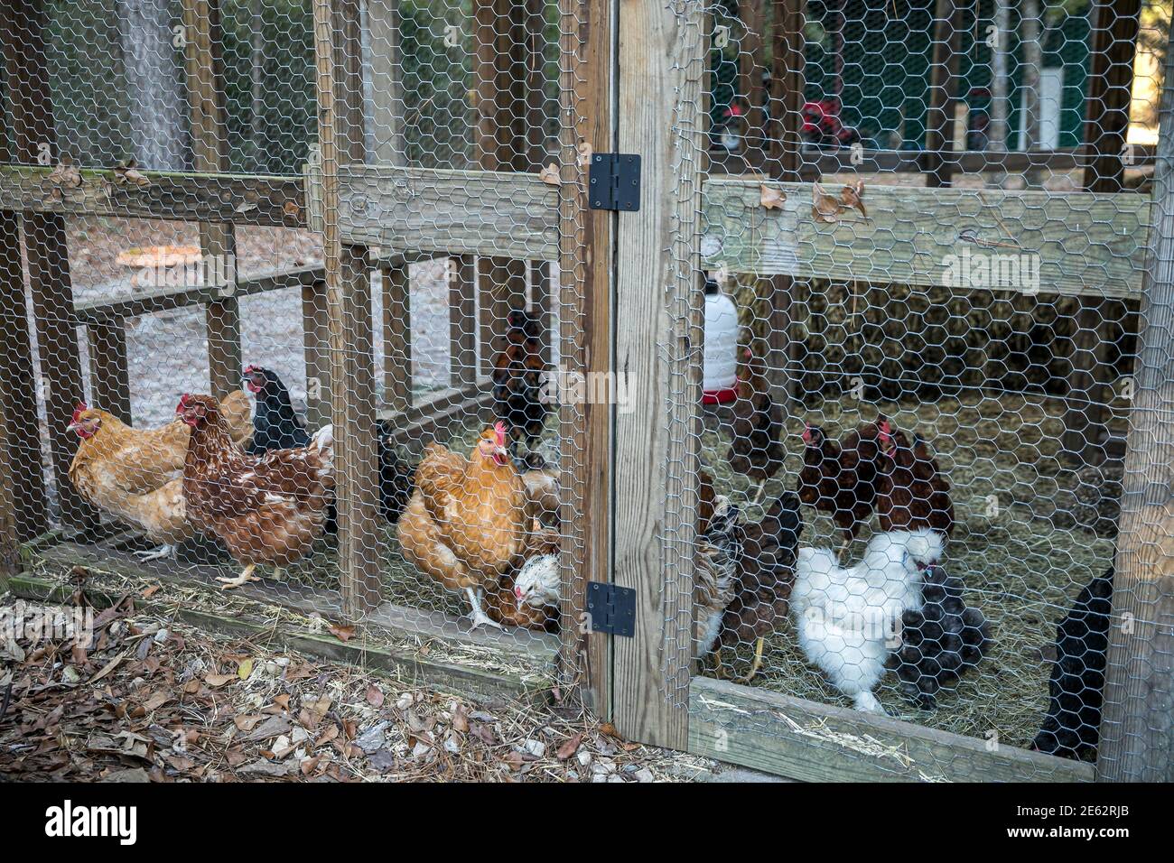 Inside chicken coop hires stock photography and images Alamy