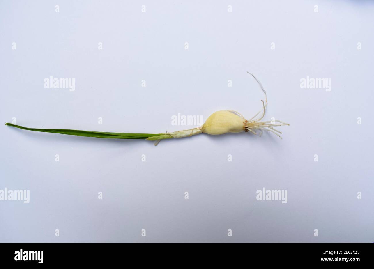 Fresh garlic pod sprouting and growing with leaf and root. Uprooting