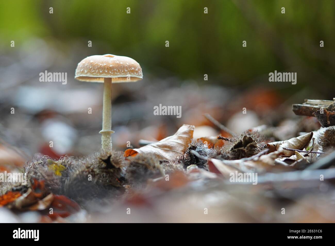 Mushroom with leaves in the forest Stock Photo