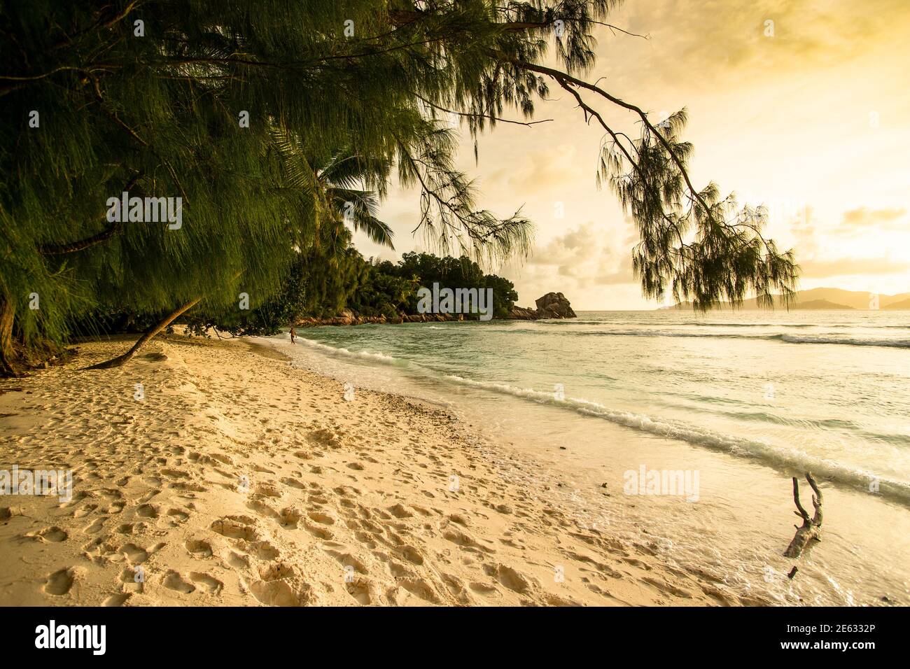 Beach with filao (Casuarina equisetifolia) and coconut palms in Seychelles at dusk with sunset. Stock Photo