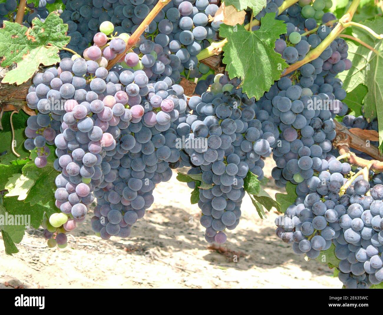 Red grapes on vines at Villa Maria Auckland Winery, Mangere, Auckland, Auckland Region, New Zealand Stock Photo