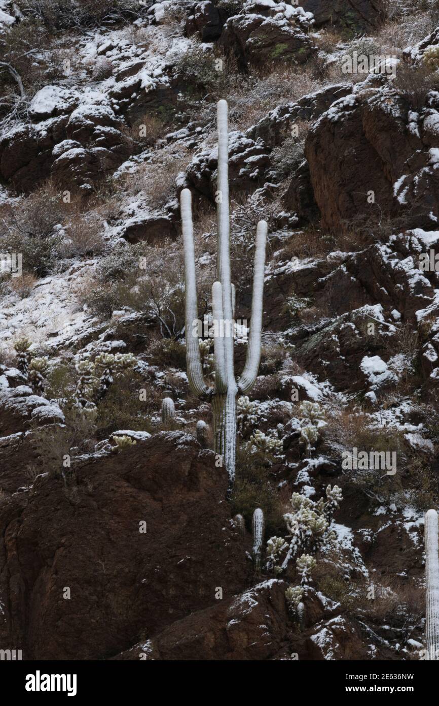 Desert snow coats saguaro cactus to white at Gates Pass in Tucson, Arizona, after winter snowfall Stock Photo