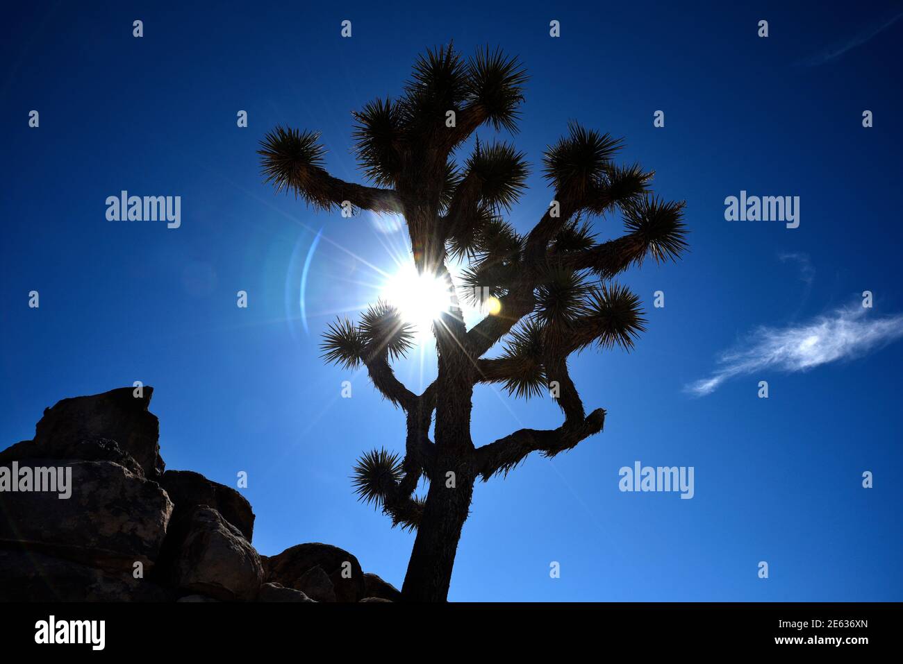Iconic Joshua trees are silouetted by the bright afternoon sun in Joshua Tree National Park in California. Stock Photo