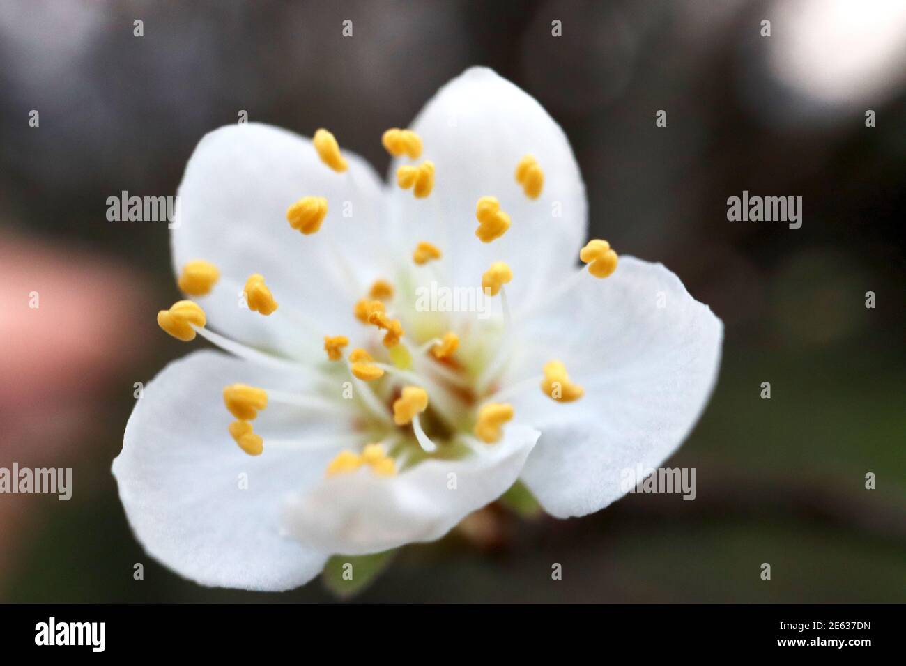 Prunus cerasifera Cherry plum – small white bowl-shaped flower with many stamens,  January, England, UK Stock Photo