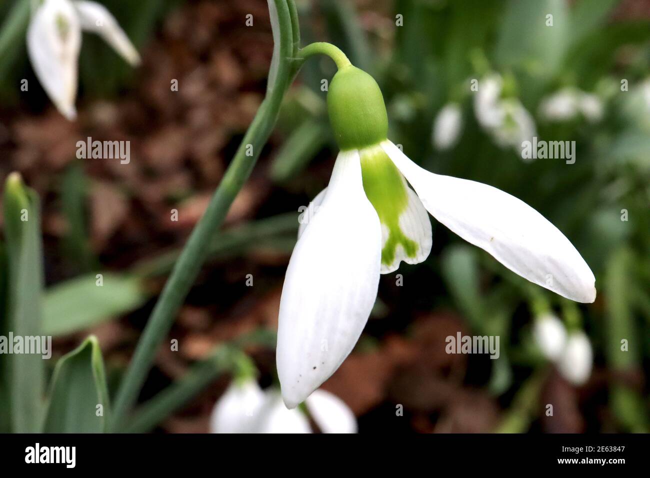 Galanthus plicatus subsp. plicatus ‘Three Ships’ Snowdrop Three Ships – white bell-shaped flowers with two green markings merged, January, England, UK Stock Photo