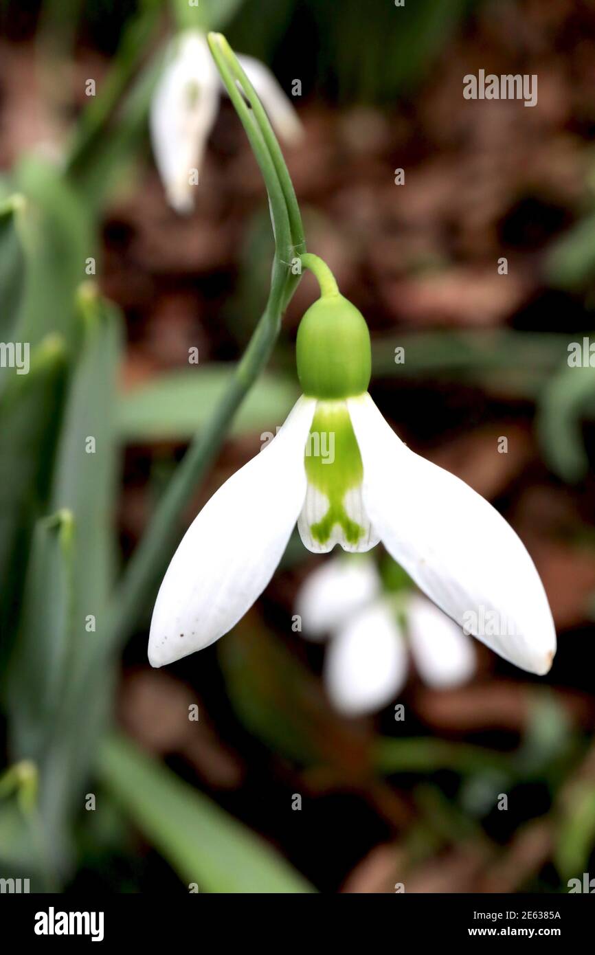 Galanthus plicatus subsp. plicatus ‘Three Ships’ Snowdrop Three Ships – white bell-shaped flowers with two green markings merged, January, England, UK Stock Photo