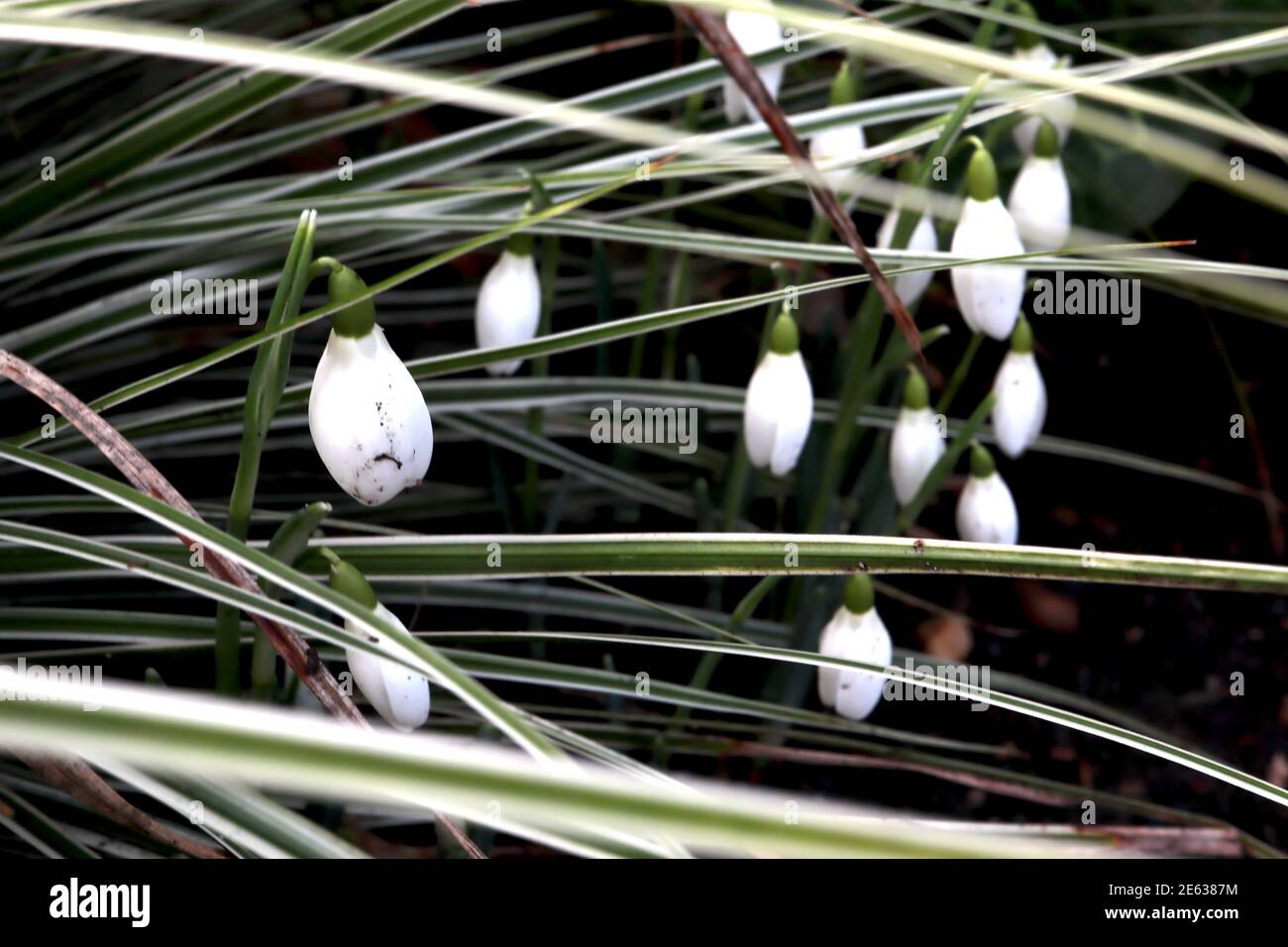 Galanthus nivalis Snowdrops – budding group of white bell-shaped flowers among linear leaves,  January, England, UK Stock Photo