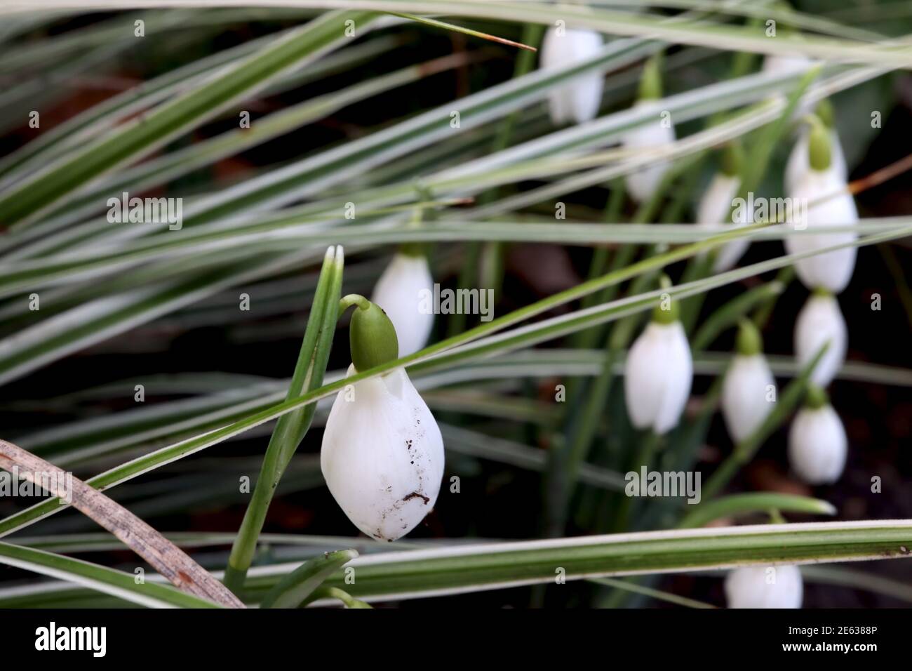 Galanthus nivalis Snowdrops budding group of white bellshaped flowers among linear leaves