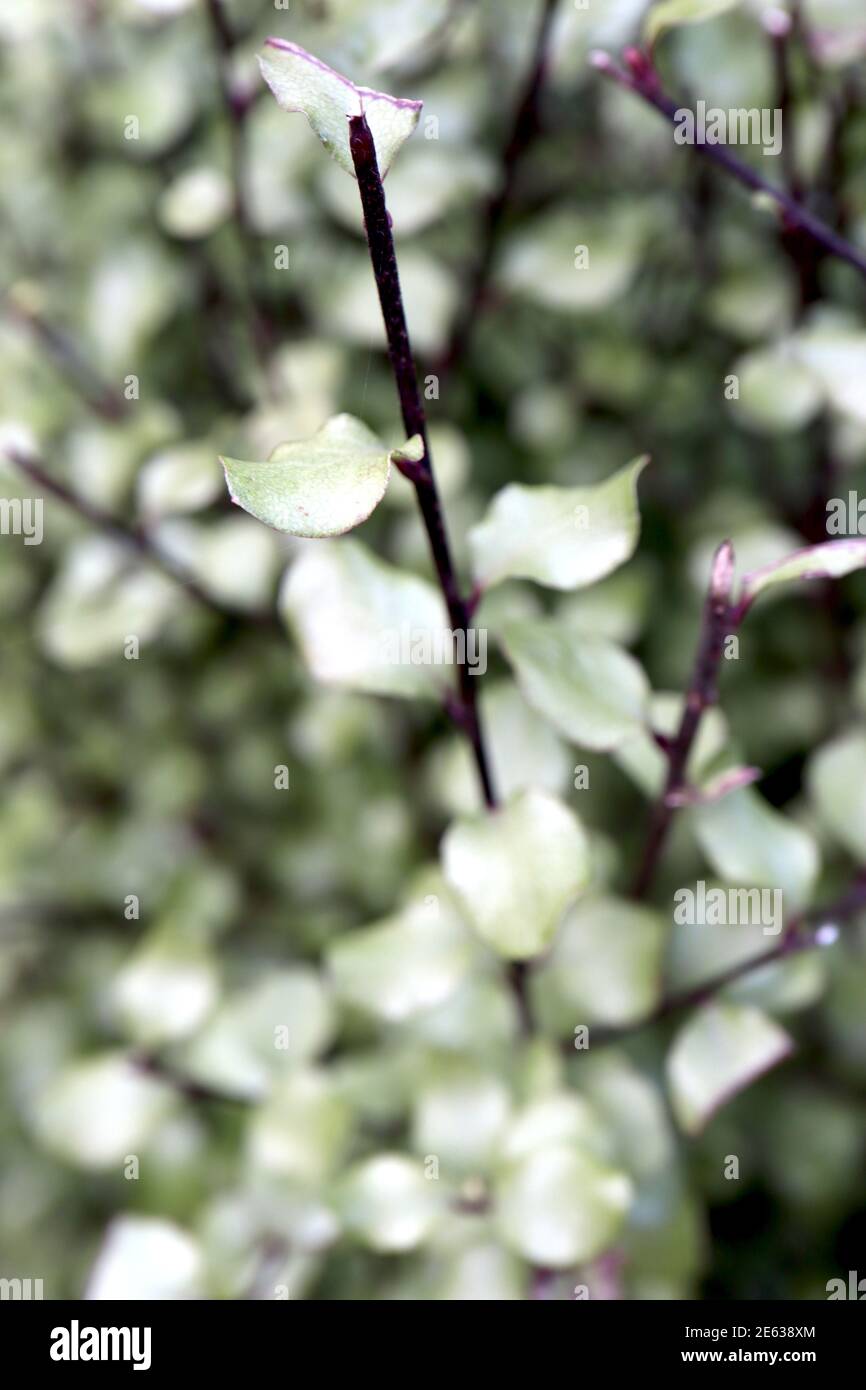 Pittosporum tenuifolium ‘Oliver Twist’ Kohuhu Oliver Twist – small green silvery green leaves well-spaced apart on black stems, January, England, UK Stock Photo