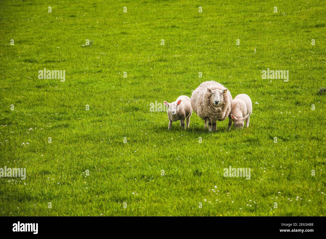 Sheep with a pair of lambs on a meadow, Scotland. Concept: animal life, national symbol, life on farms, wool production Stock Photo