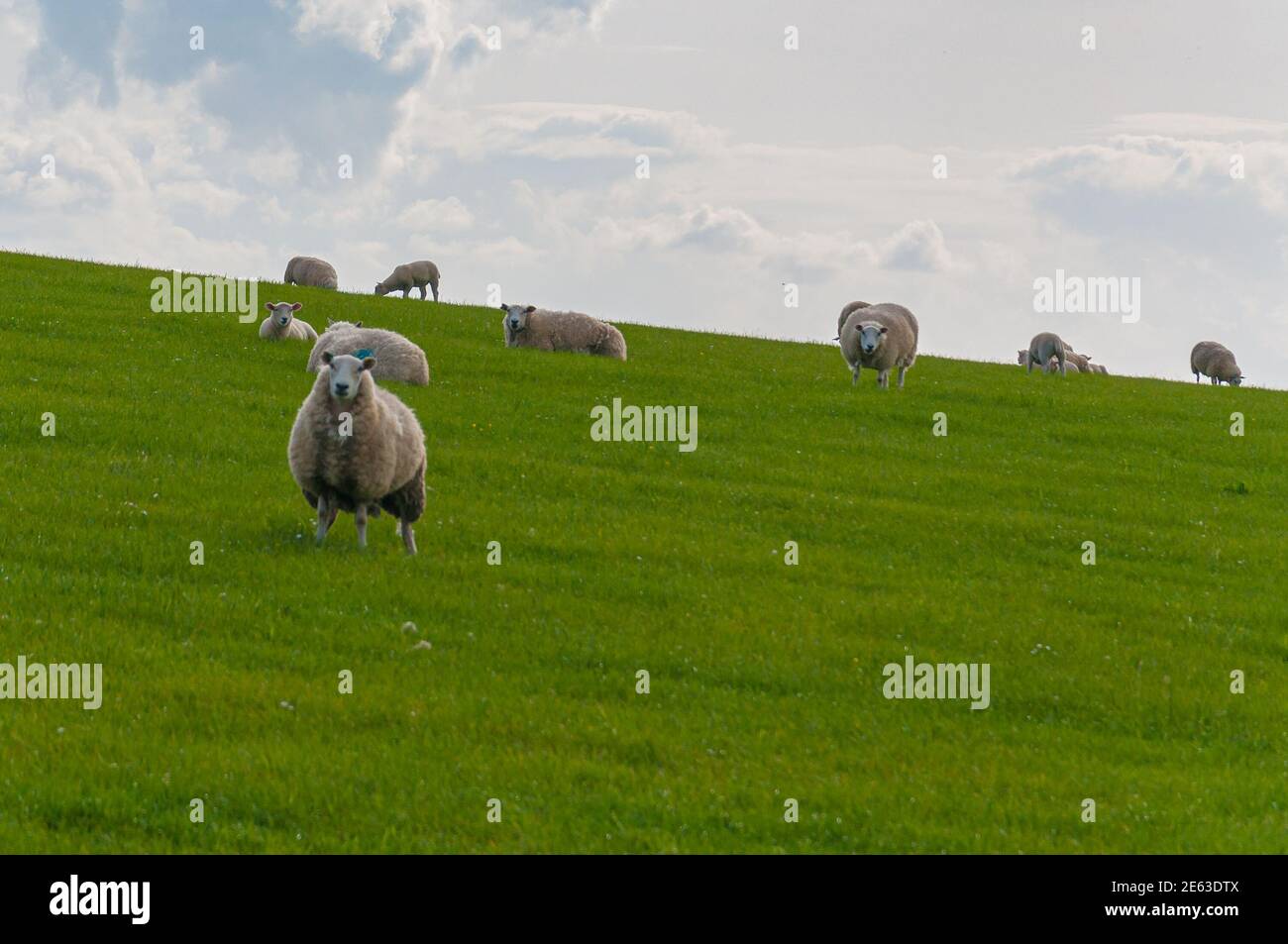 Flock of grazing sheep on a hill, Scotland. Concept: animal life, national symbol, life on farms, wool production Stock Photo