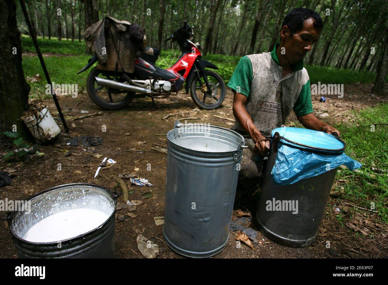 Rubber Plantation Singapore High Resolution Stock Photography ...