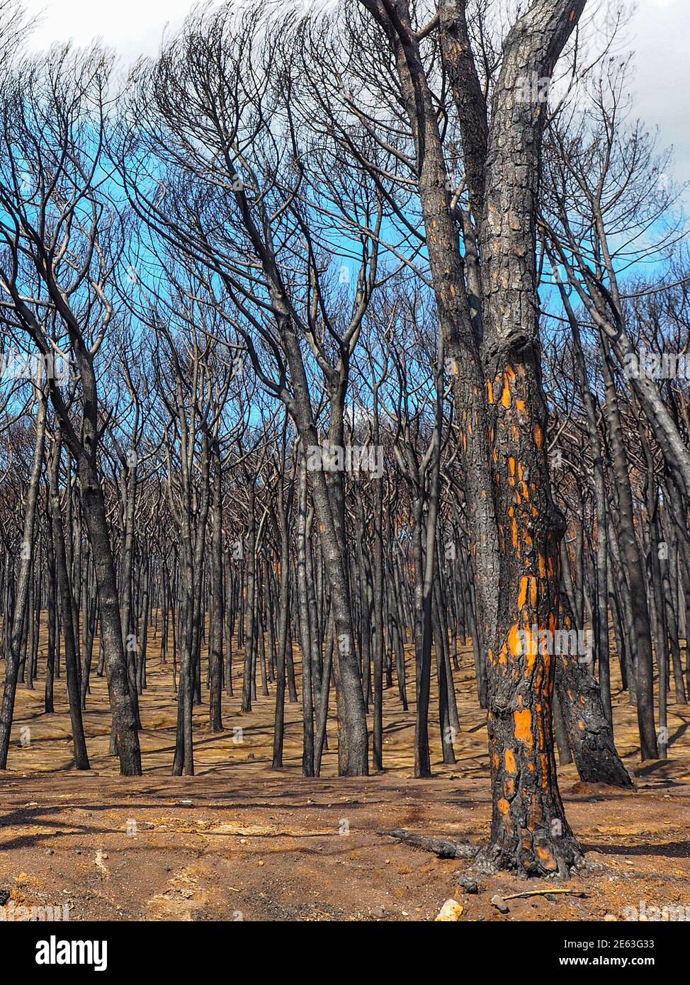 Trees damaged by fire on July 2017 in Vesuvius National Park, Italy, Campania, September 2017. Stock Photo