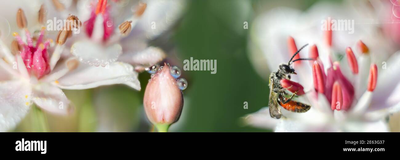 Morning dew drops on a bud and a pollinating insect. Widescreen defocused background from macro photos Stock Photo