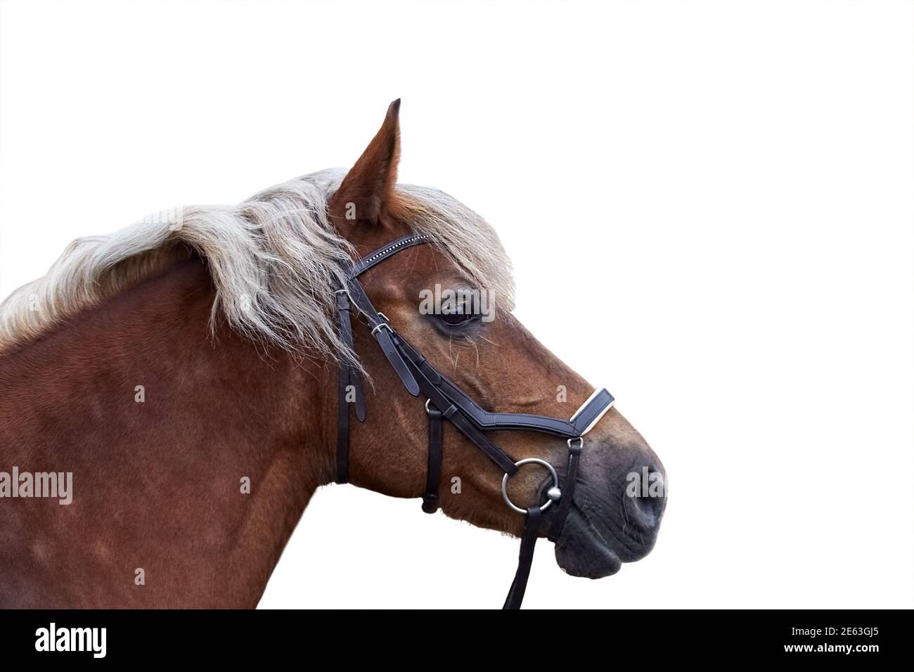 Portrait of chocolate silver horse in a leather bridle in profile Stock Photo