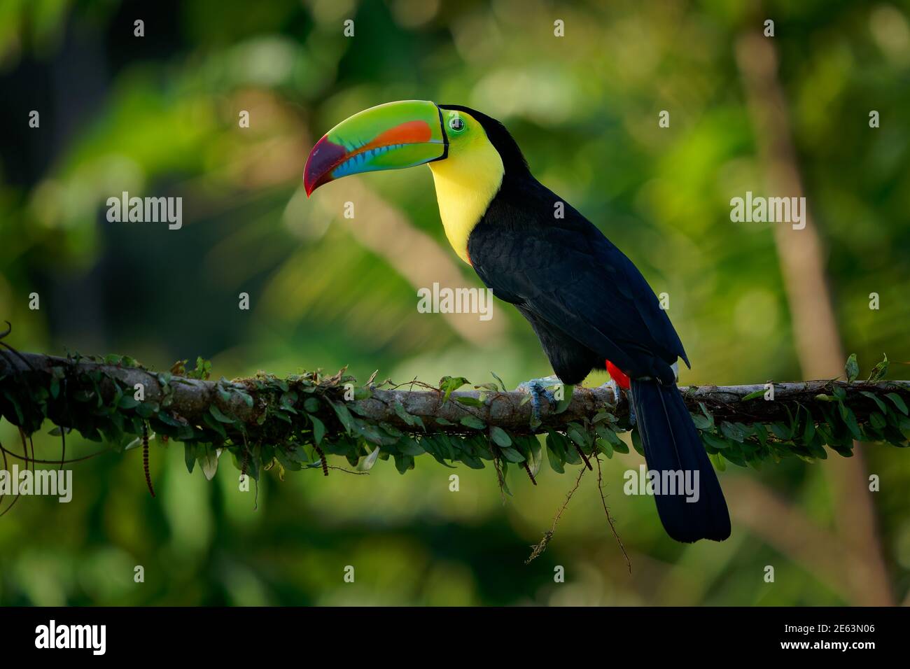 Keel-billed Toucan - Ramphastos sulfuratus  also known as sulfur-breasted toucan or rainbow-billed toucan, Latin American colourful bird, national bir Stock Photo