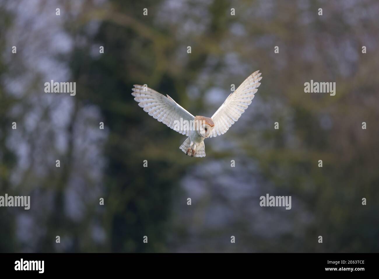 The barn owl is the most widely distributed species of owl in the world ...