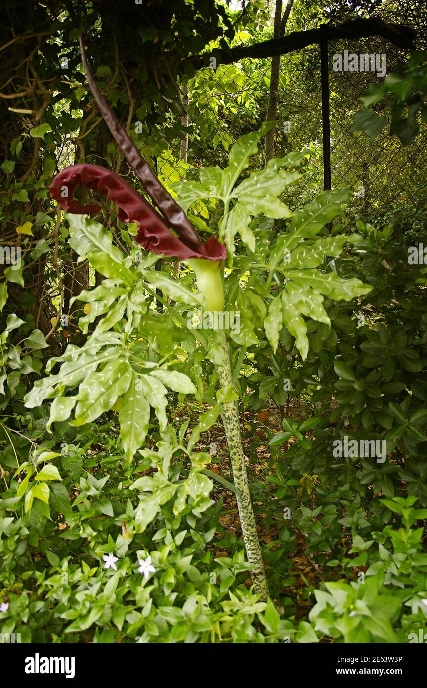 Large smelly flower Arum serpentaire / Dracunculus vulgaris Stock Photo