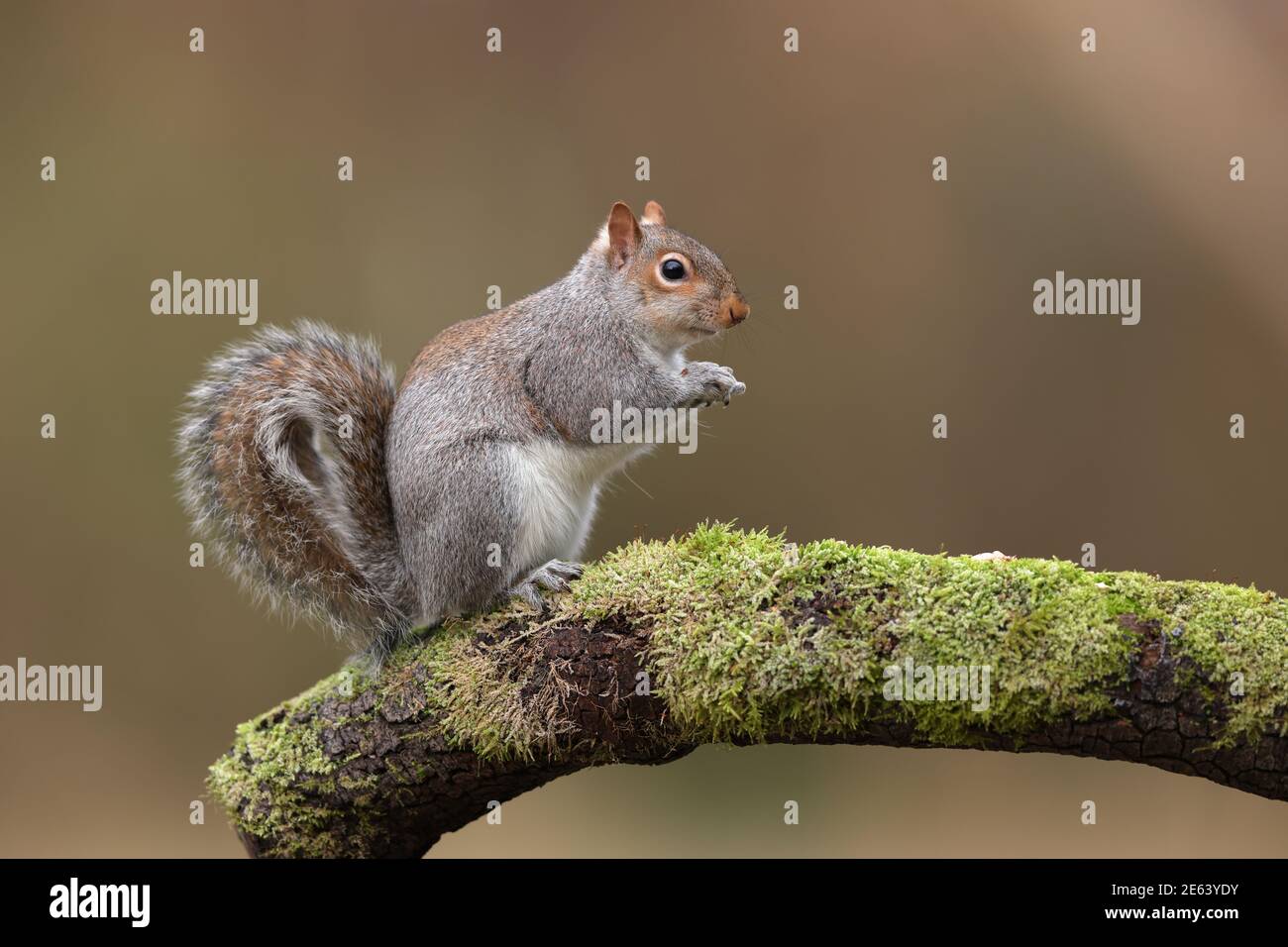 The eastern gray squirrel, also known as the grey squirrel depending on ...