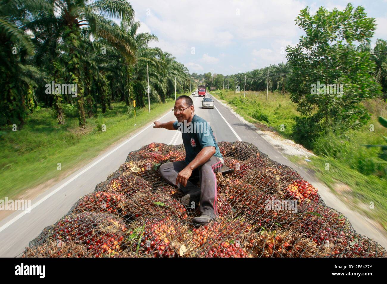 A Federal Land Development Authority Felda Farmer Sits On Oil Palm Fruits To Be Delivered To The Factory In Hulu Selangor About 100 Km 62 Miles North Of Kuala Lumpur February 22