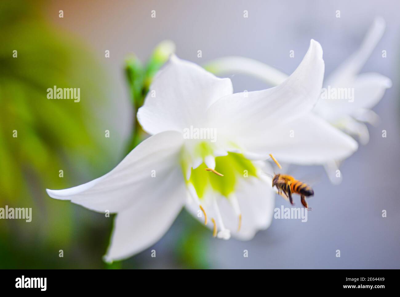 Beautiful flowers taken with macro lens in Tegucigalpa Stock Photo Alamy