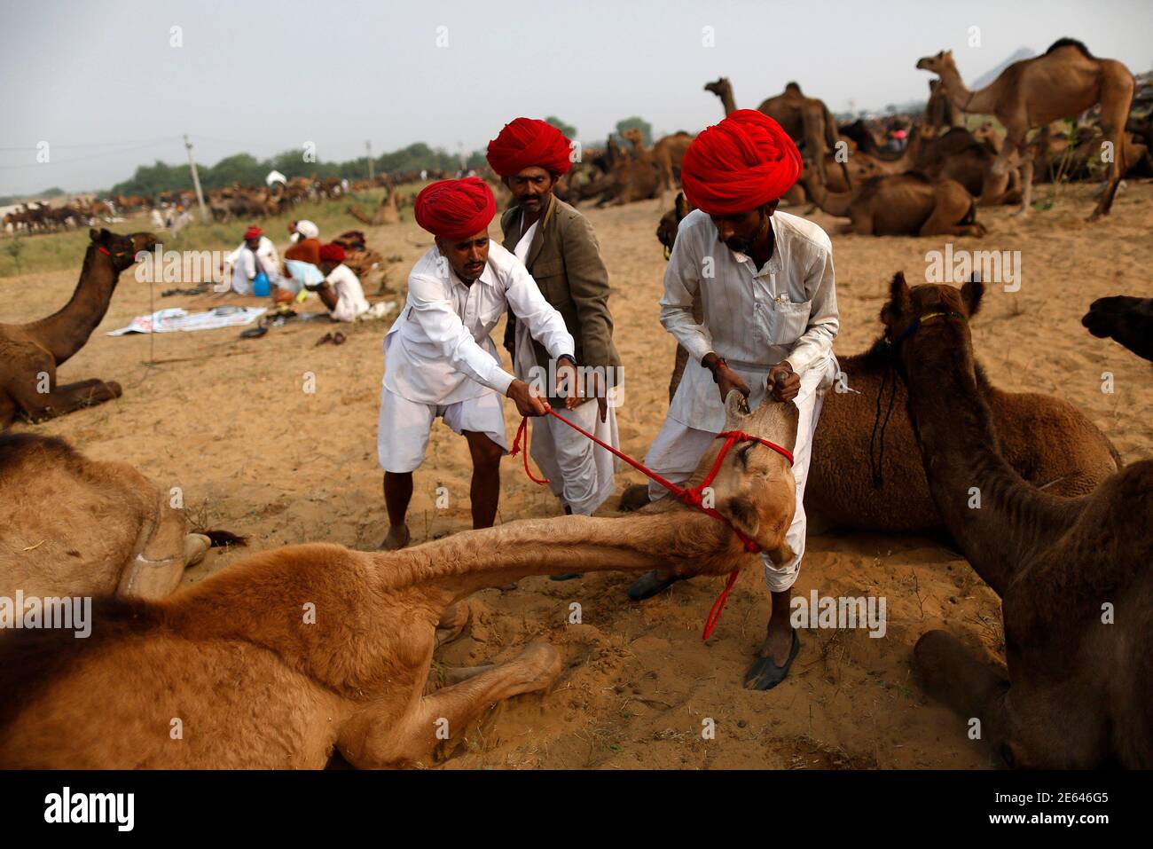 Camel traders wearing traditional headgear try to attach a nose ring on a camel at Pushkar Fair in the desert Indian state of Rajasthan November 9, 2013. Many international and domestic tourists Camel traders wearing traditional headgear try to attach a nose ring on a camel at Pushkar Fair in the desert Indian state of Rajasthan November 9, 2013. Many international and domestic tourists