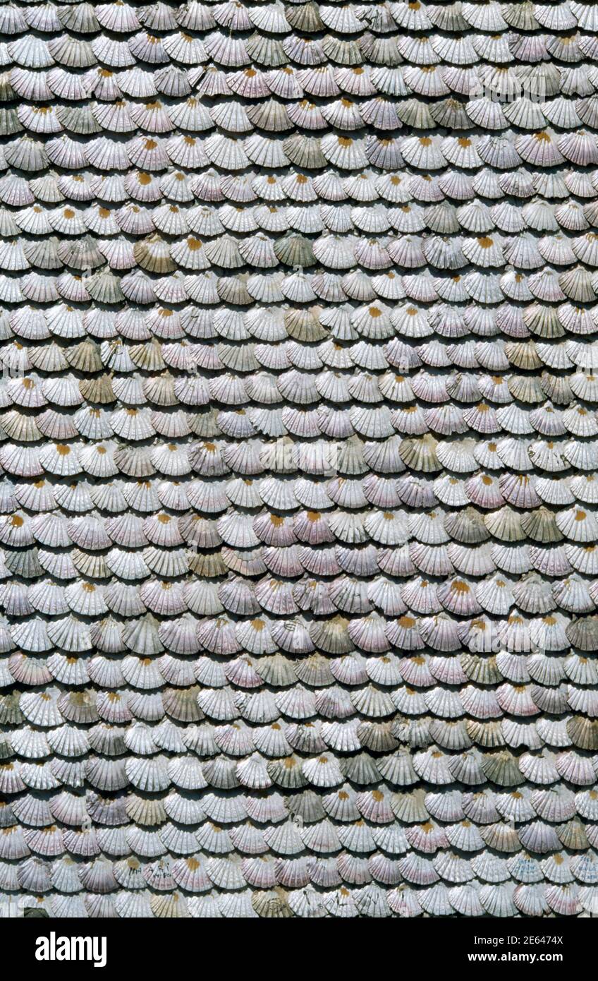 Scallop Shells Background Isla Arousa Galicia Spain Stock Photo