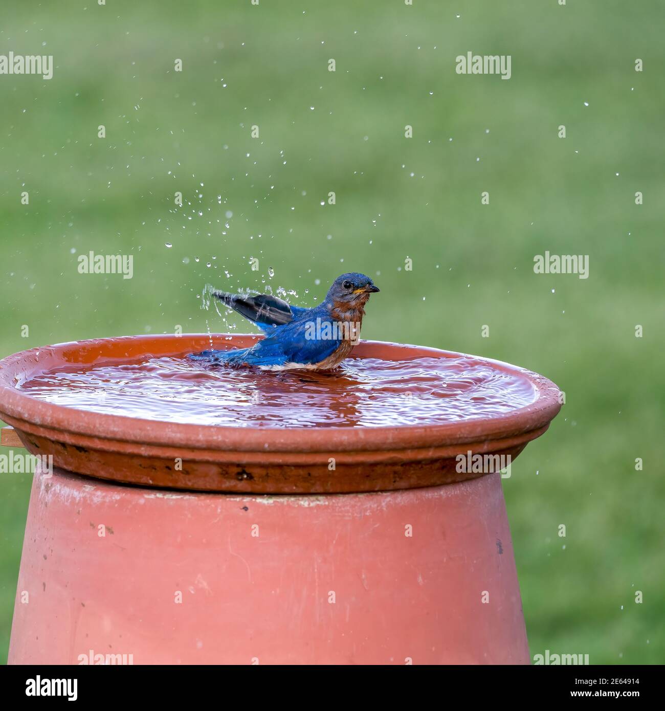 Bluebird at birdbath Stock Photo Alamy